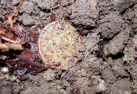US Gold Coin Found