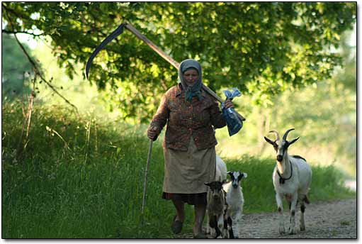 Babushka with goats