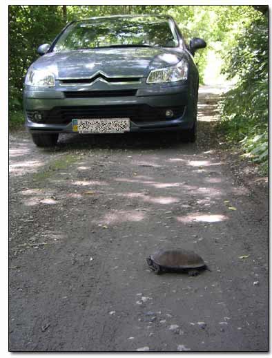 Turtle Crossing the Road