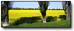 Ancient Field of Chernyahov Culture