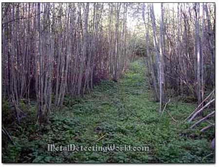 A Path Through Dense Forest