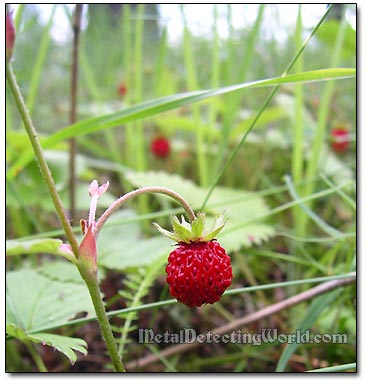Wild Strawberries in Estonian Forest