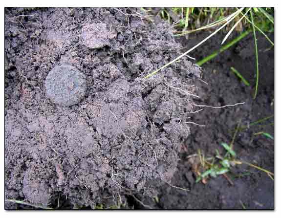 Russian Imperial Coin Unearthed