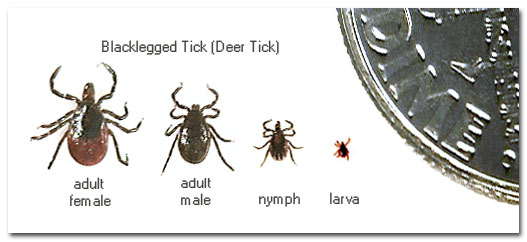 Blacklegged Deer Tick Stages Types