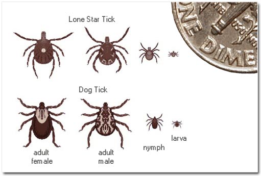 Lone Star and Dog Tick Types
