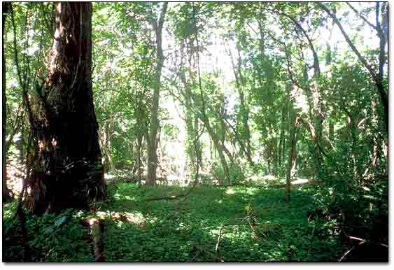 Spot Where a Copper Was Found
