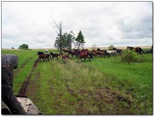 Wild Horses Crossing Our Path